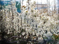 ���J�̗��̉�